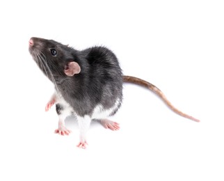 One cute small rat on white background