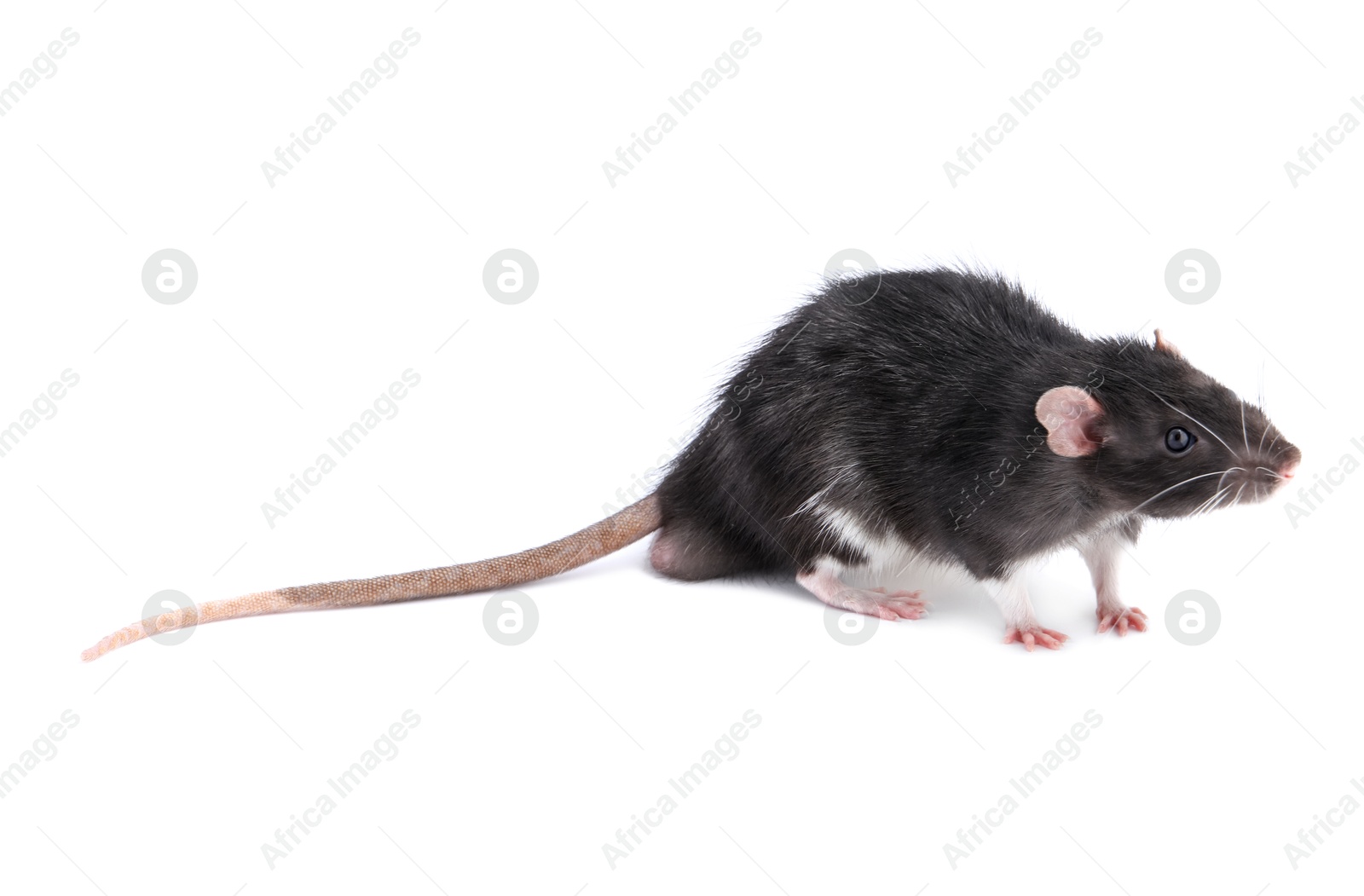 Photo of One cute small rat on white background