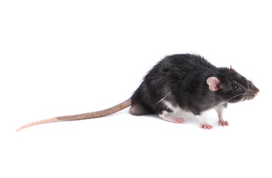 One cute small rat on white background