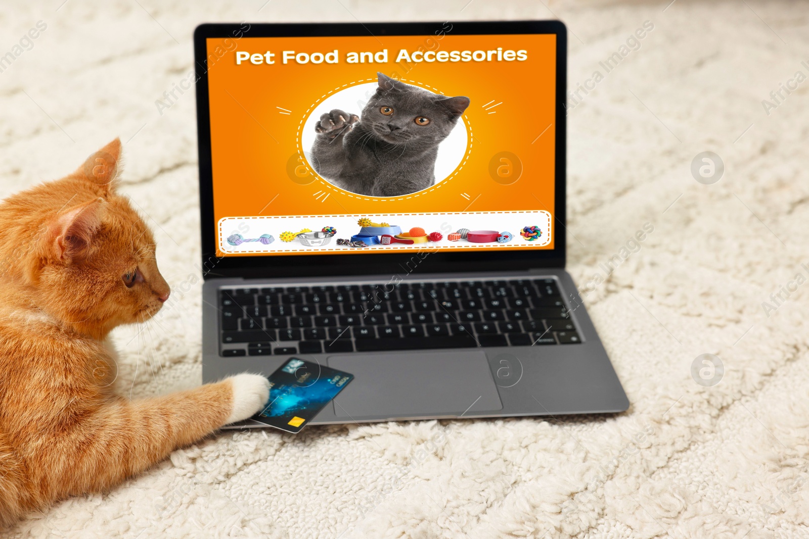 Image of Laptop with open online pet shop website. Cute ginger cat touching credit card with paw on computer at home