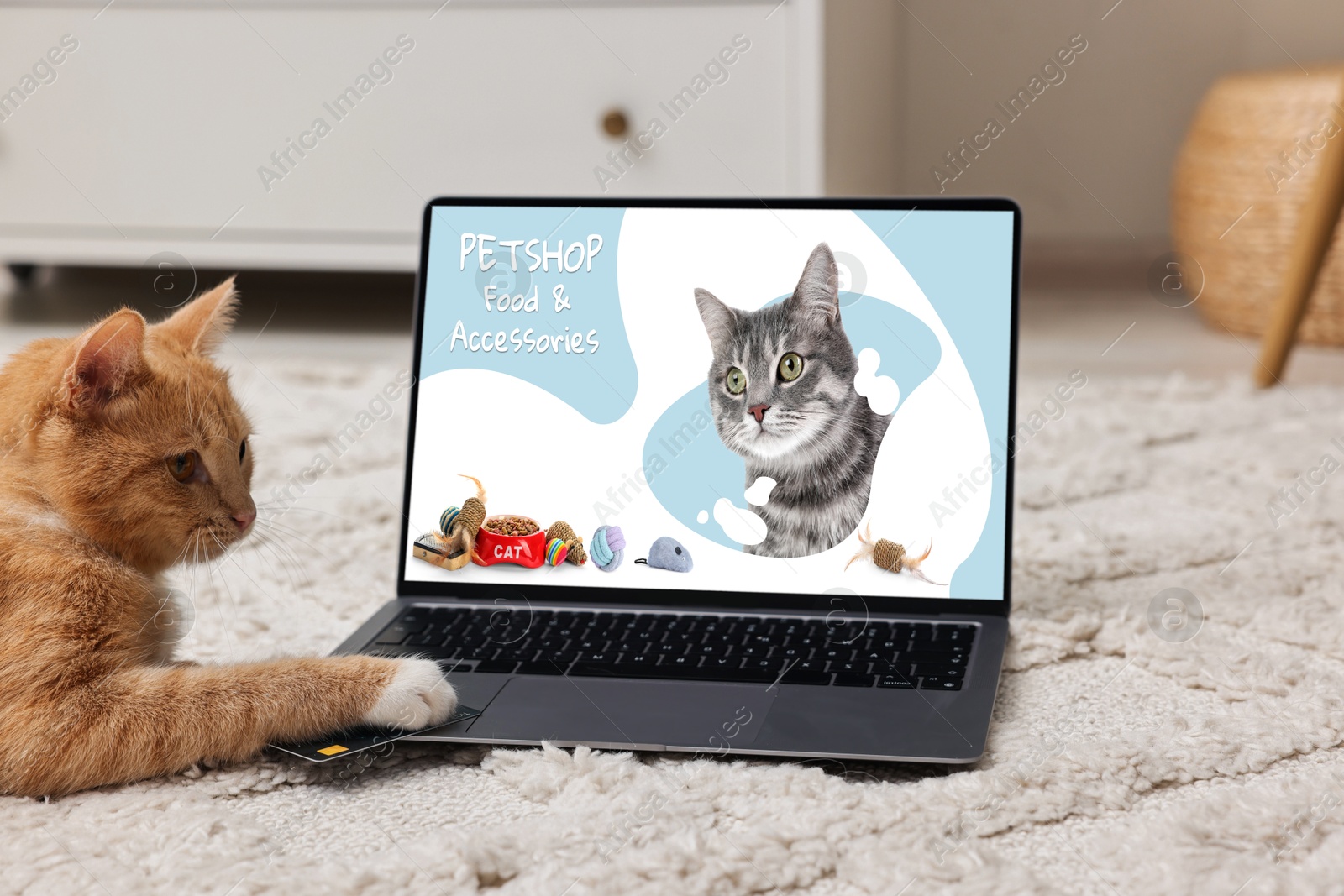 Image of Laptop with open online pet shop website. Cute ginger cat touching credit card with paw on computer at home