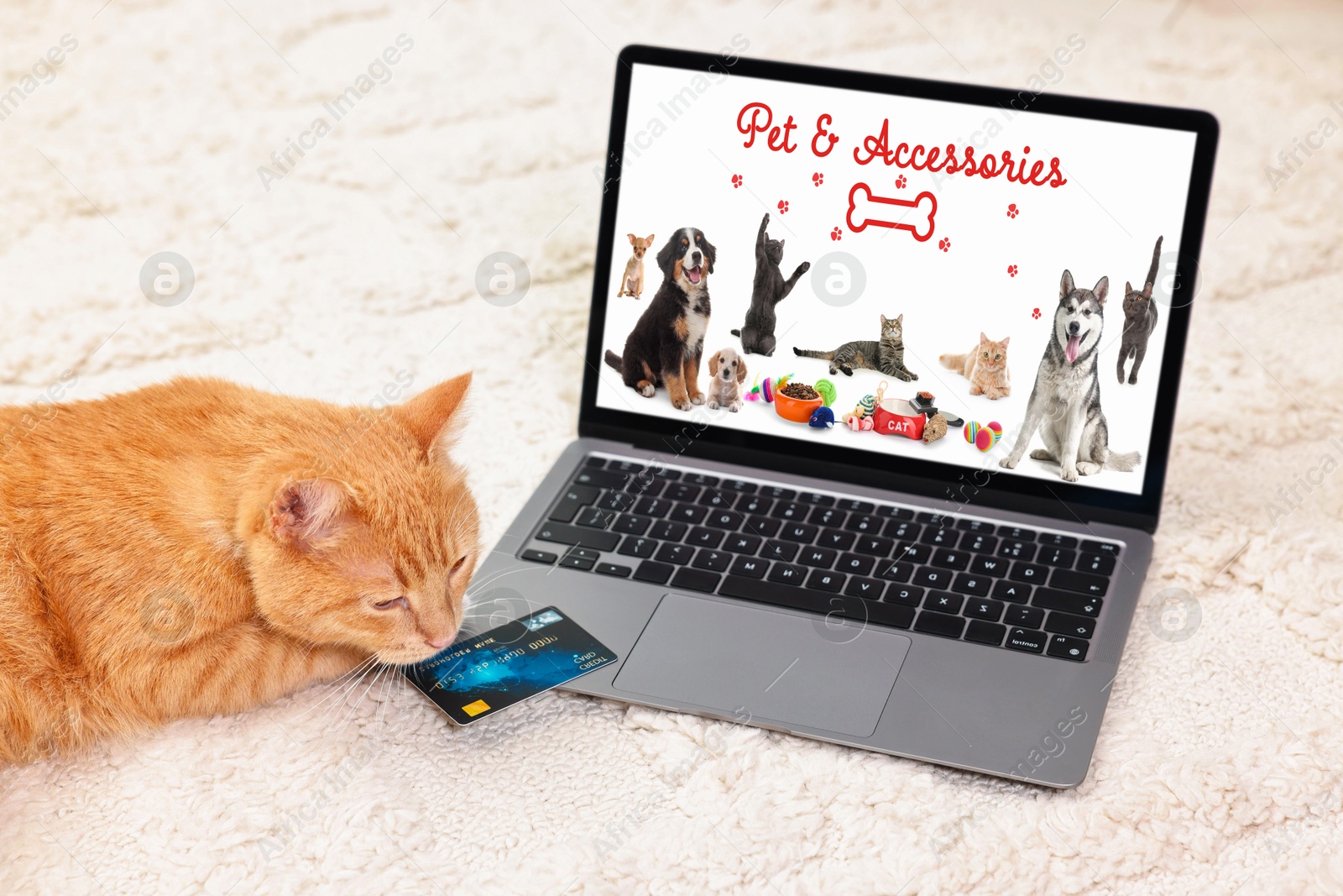 Image of Laptop with open online pet shop website. Cute ginger cat near on computer at home