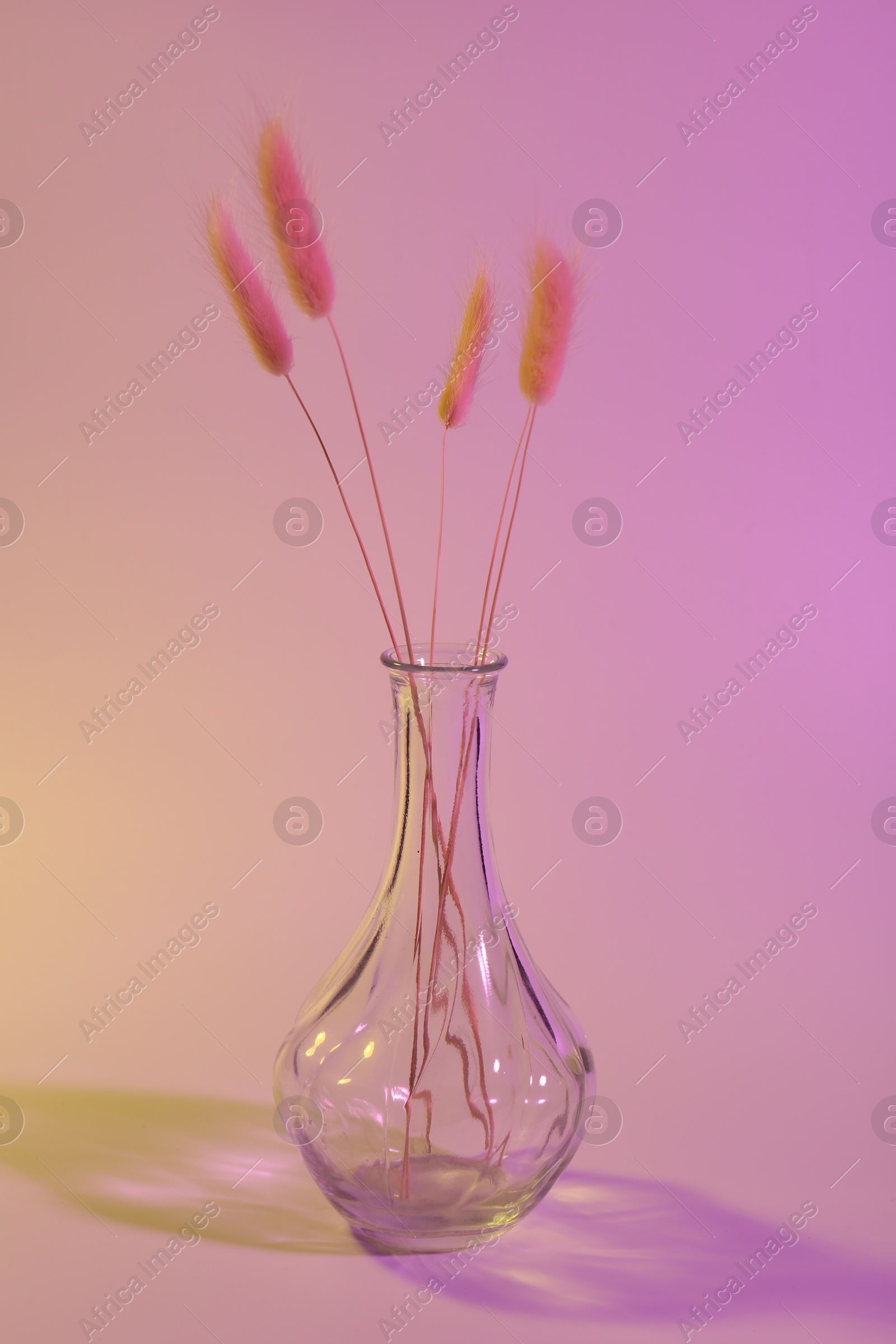 Photo of Glass vase with lagurus branches on color background