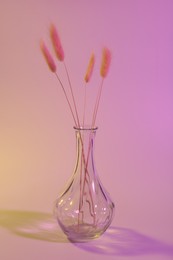 Glass vase with lagurus branches on color background