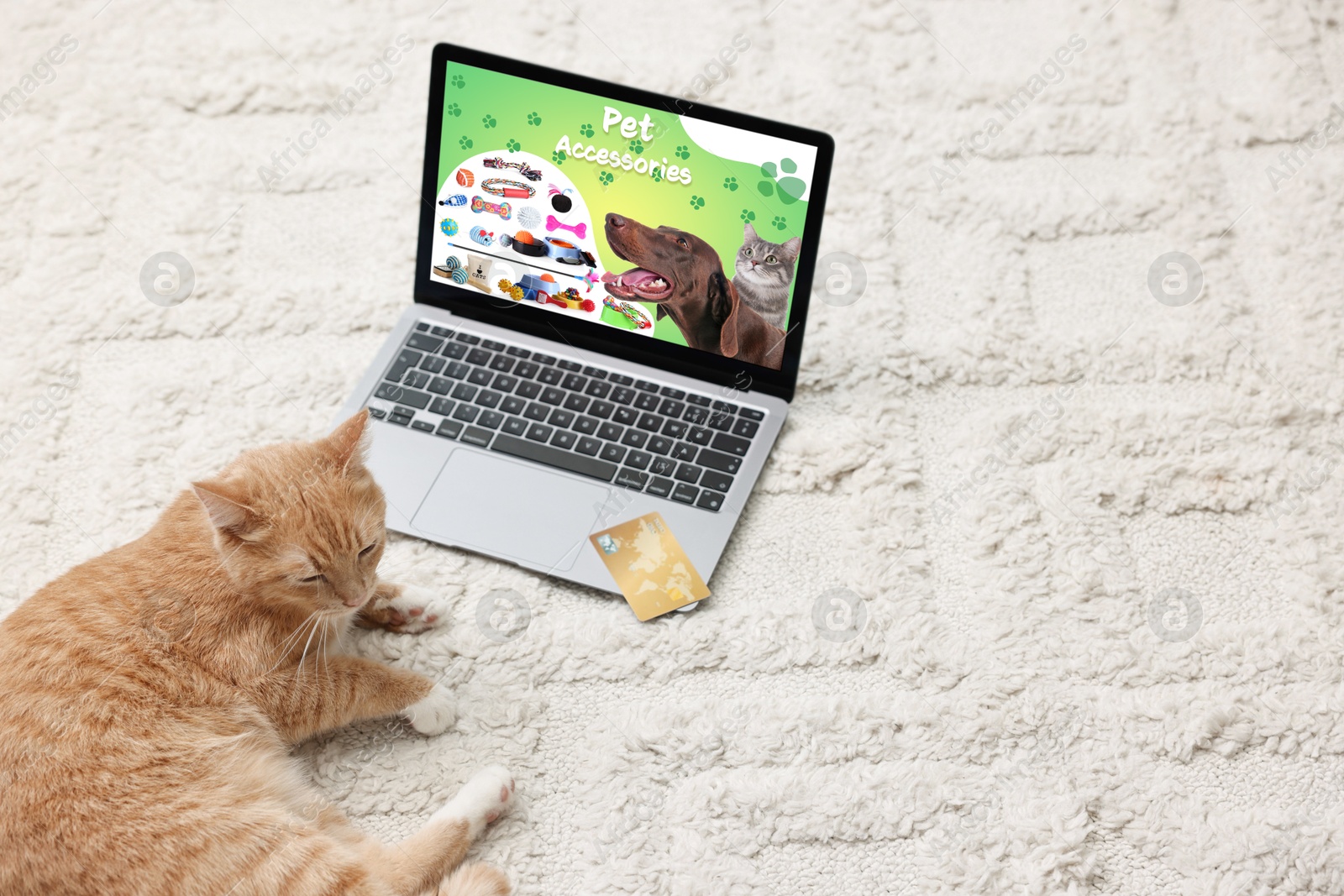 Image of Cute ginger cat near laptop with open online pet shop website on carpet