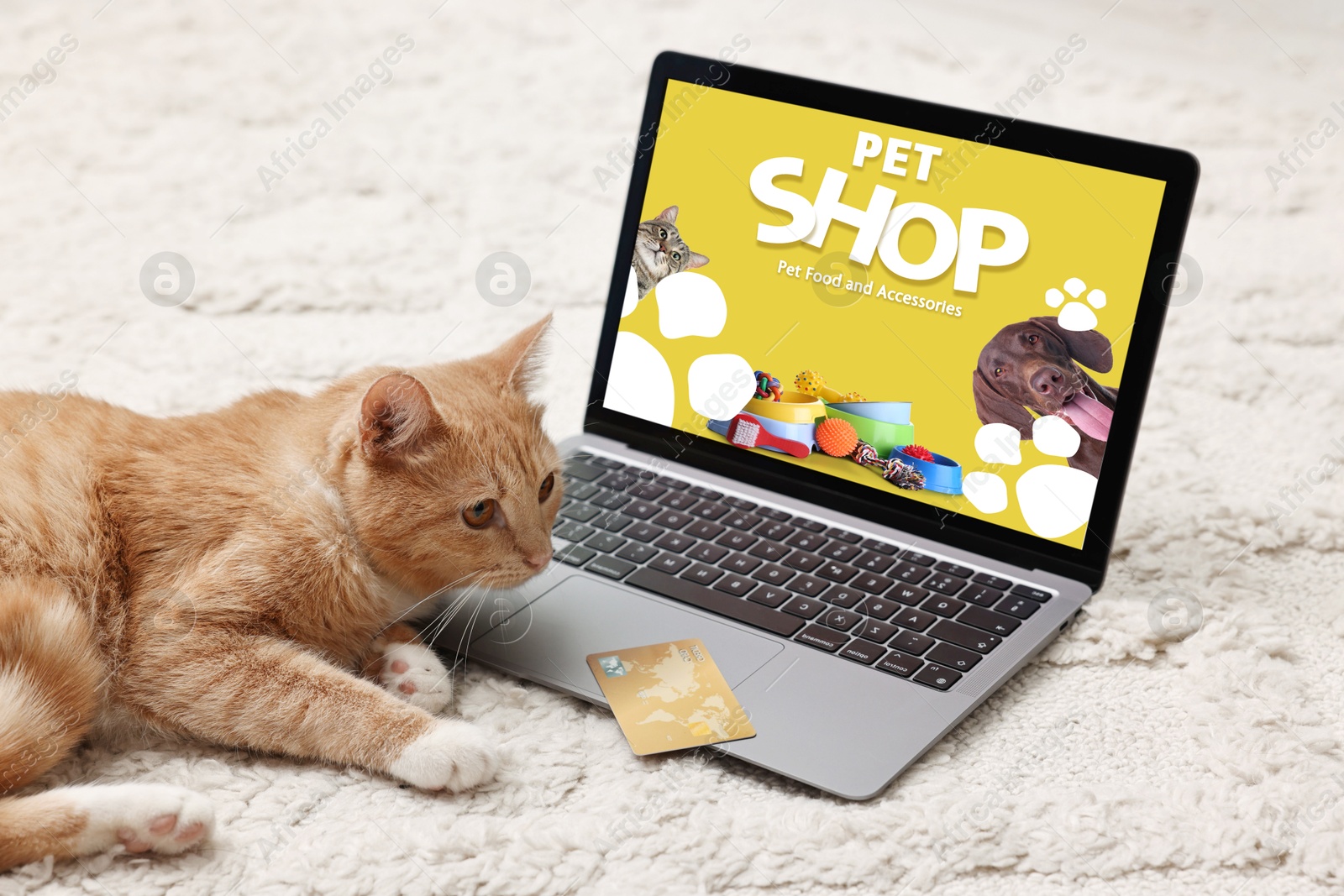 Image of Cute ginger cat near laptop with open online pet shop website on carpet