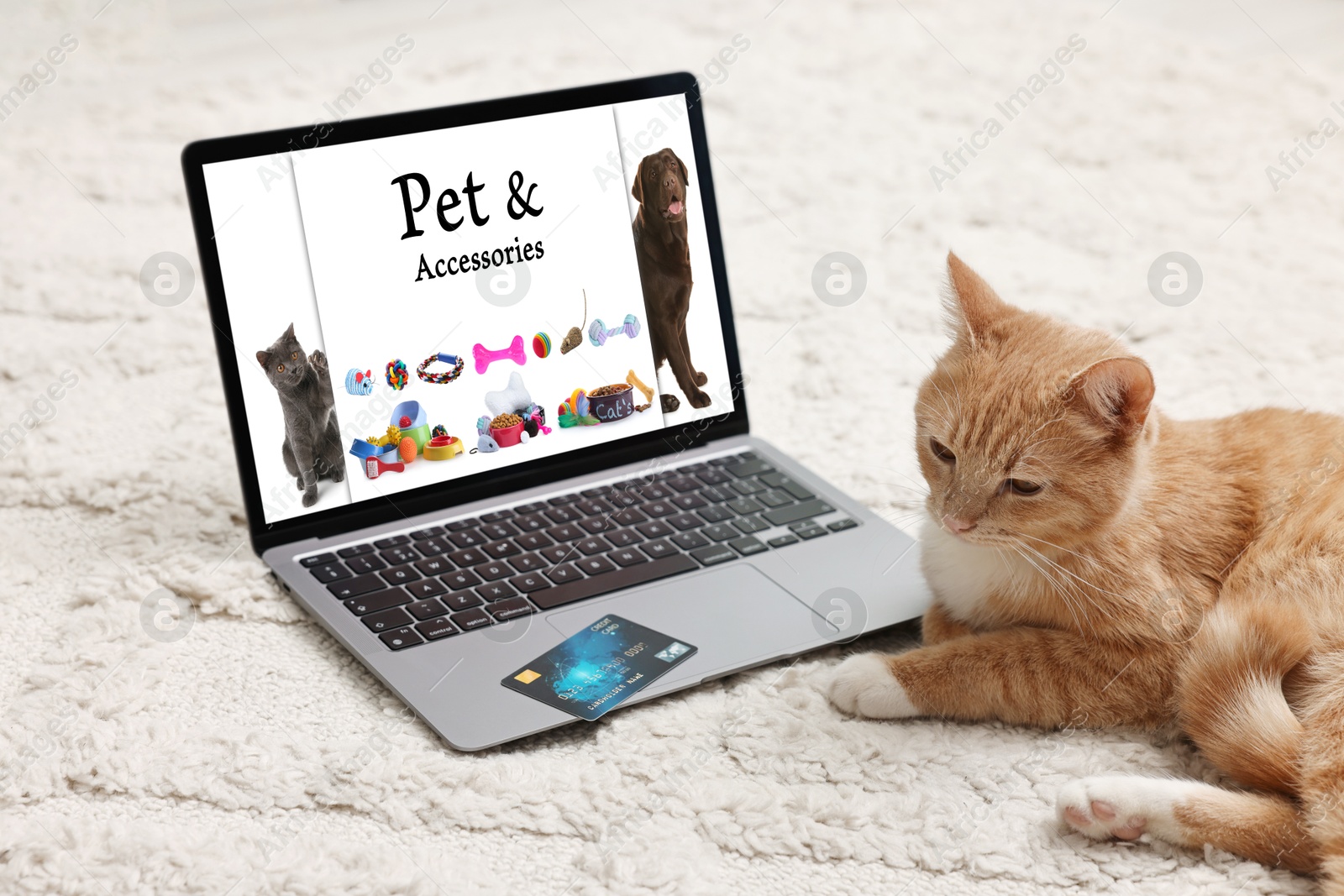 Image of Cute ginger cat near laptop with open online pet shop website on carpet