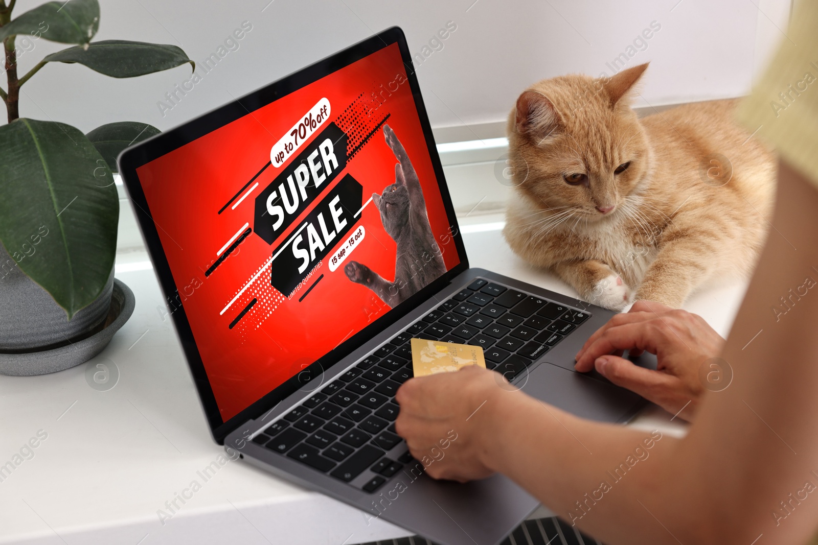 Image of Woman with her cute cat shopping online on laptop at home, closeup. Computer with open pet shop website