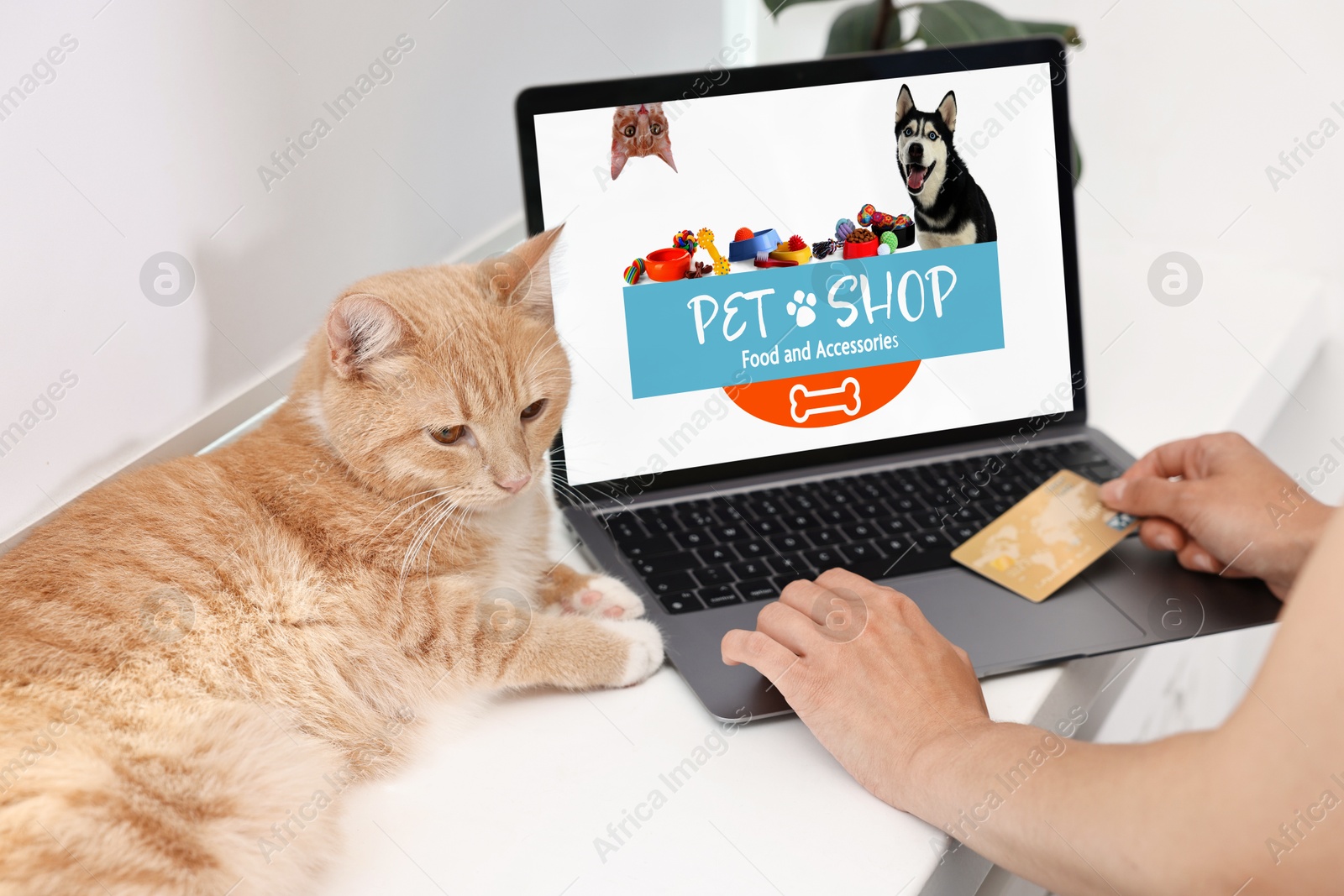 Image of Woman with her cute cat shopping online on laptop at home, closeup. Computer with open pet shop website