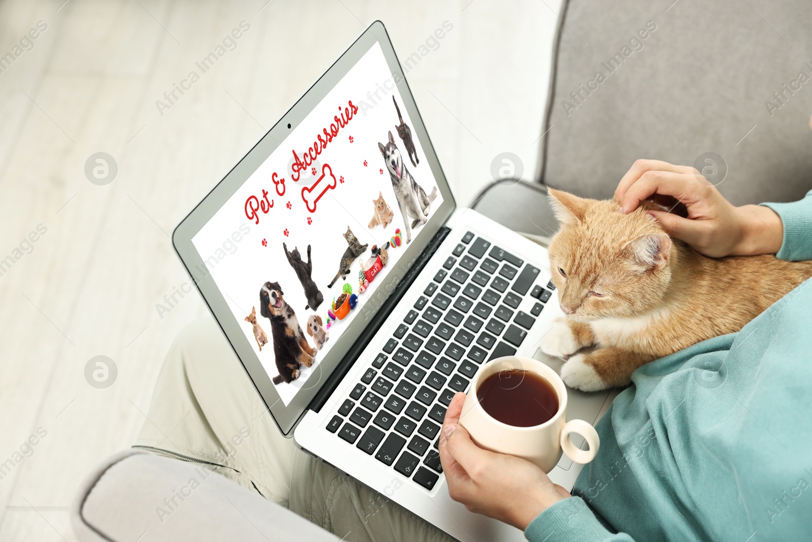 Image of Woman holding her cute cat while shopping online on laptop at home, closeup. Computer with open pet shop website