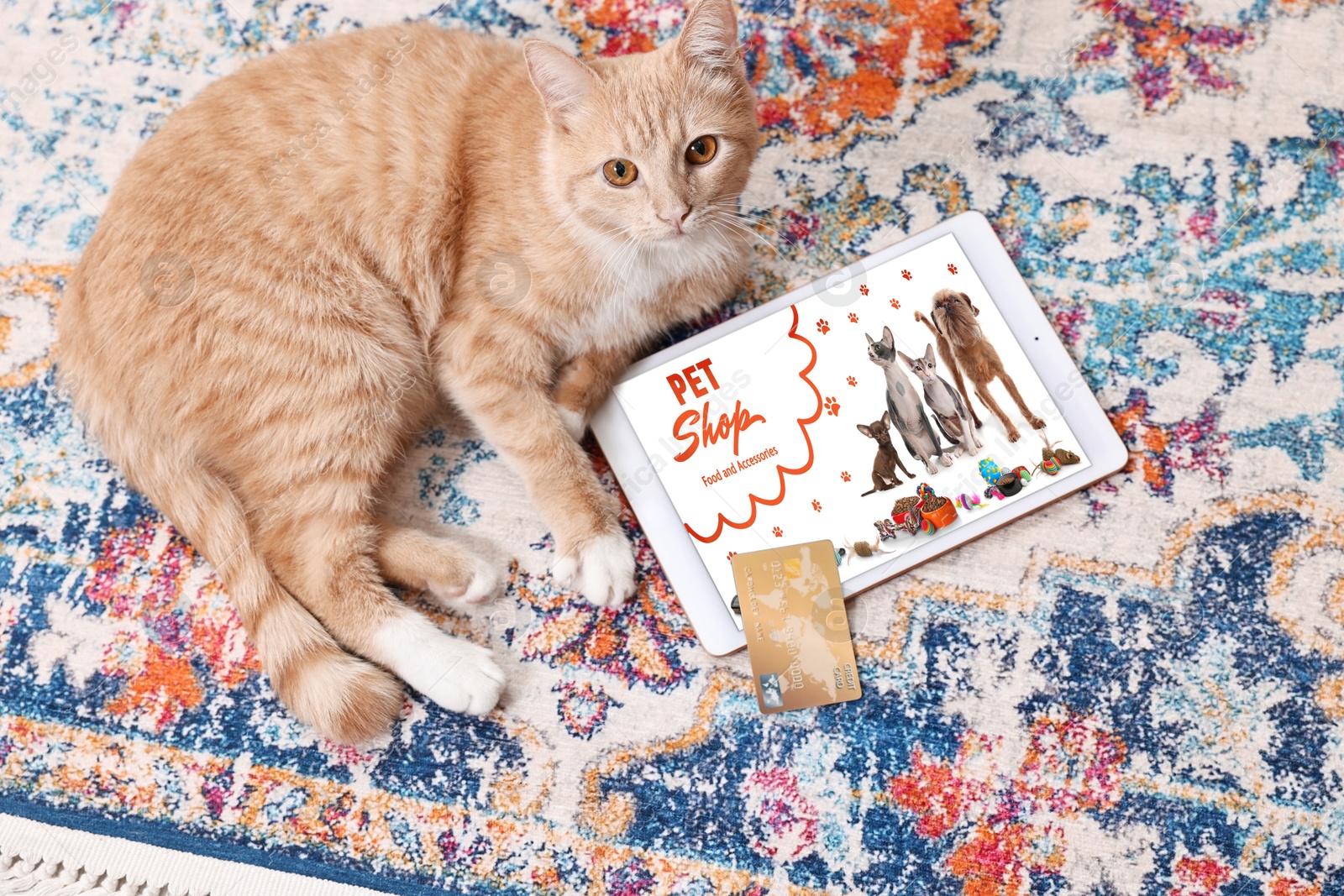 Image of Cute ginger cat near tablet with open online pet shop website on carpet