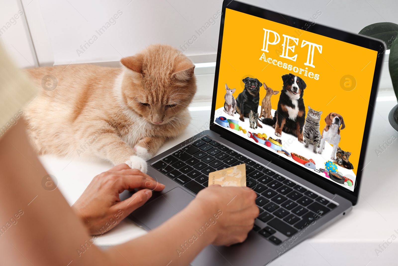 Image of Woman with her cute cat shopping online on laptop at home, closeup. Computer with open pet shop website