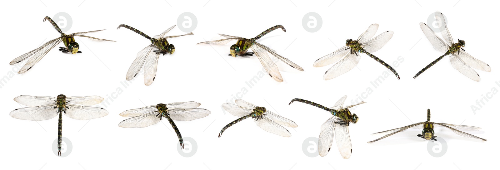 Image of Dragonfly isolated on white, collage. Flying insect