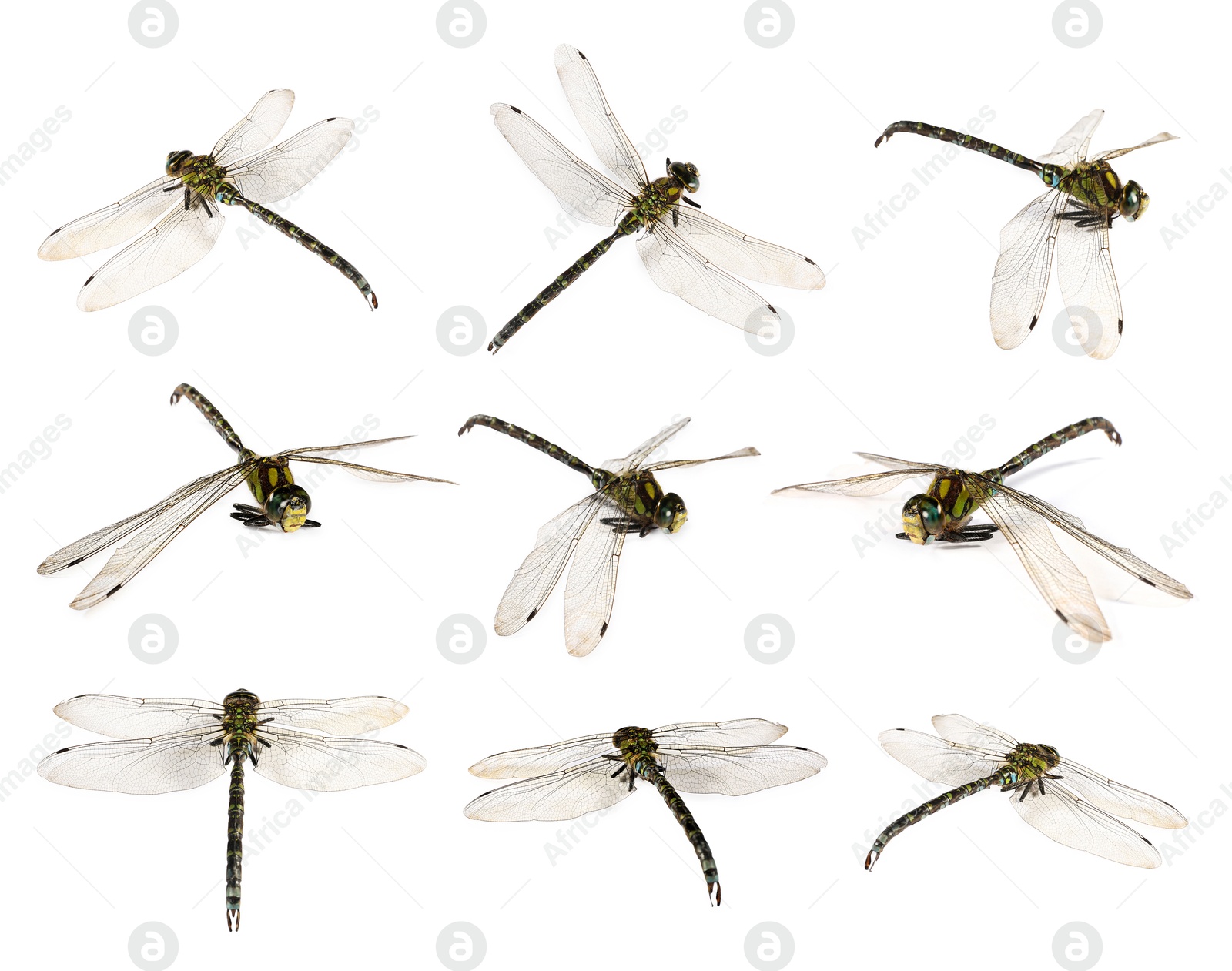 Image of Dragonfly isolated on white, collage. Flying insect