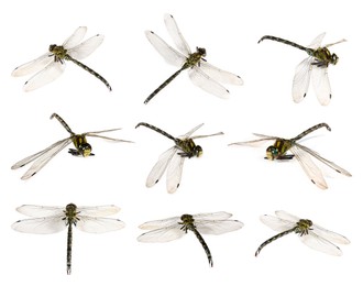 Image of Dragonfly isolated on white, collage. Flying insect