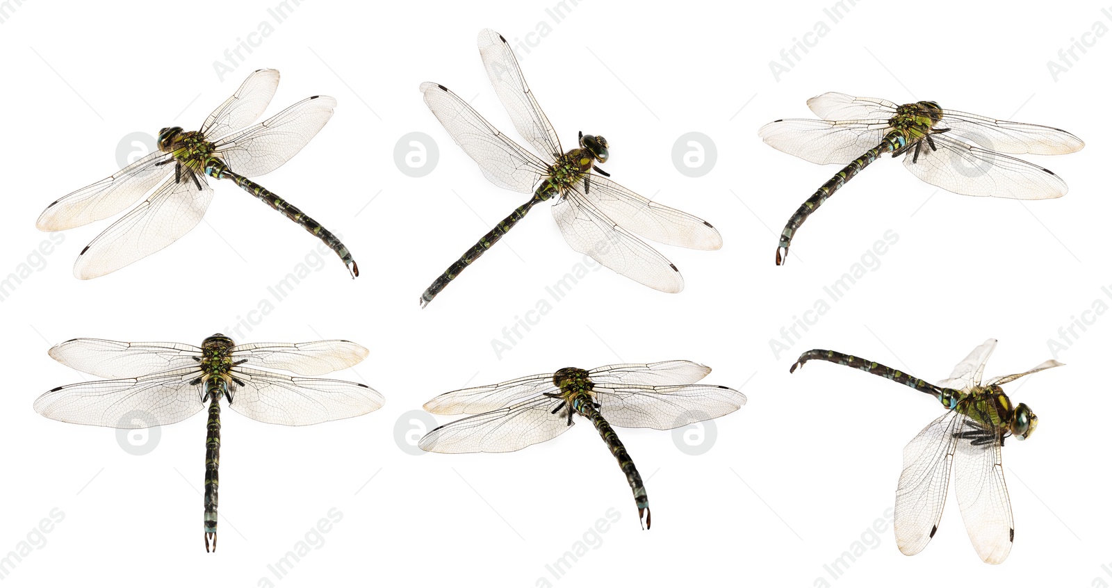 Image of Dragonfly isolated on white, collage. Flying insect