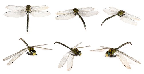 Image of Dragonfly isolated on white, collage. Flying insect