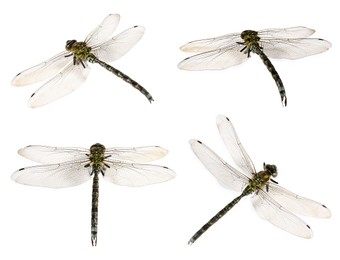 Image of Dragonfly isolated on white, collage. Flying insect