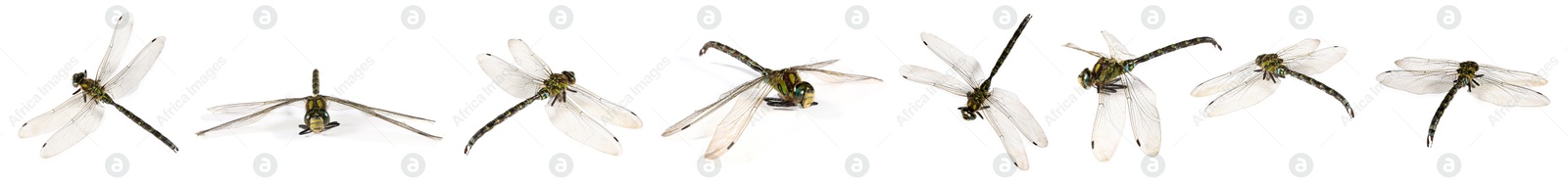 Image of Dragonfly isolated on white, collage. Flying insect