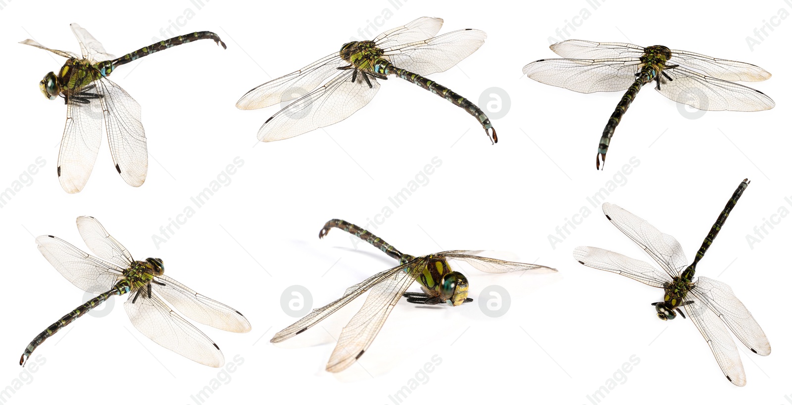 Image of Dragonfly isolated on white, collage. Flying insect