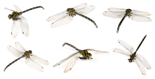 Image of Dragonfly isolated on white, collage. Flying insect