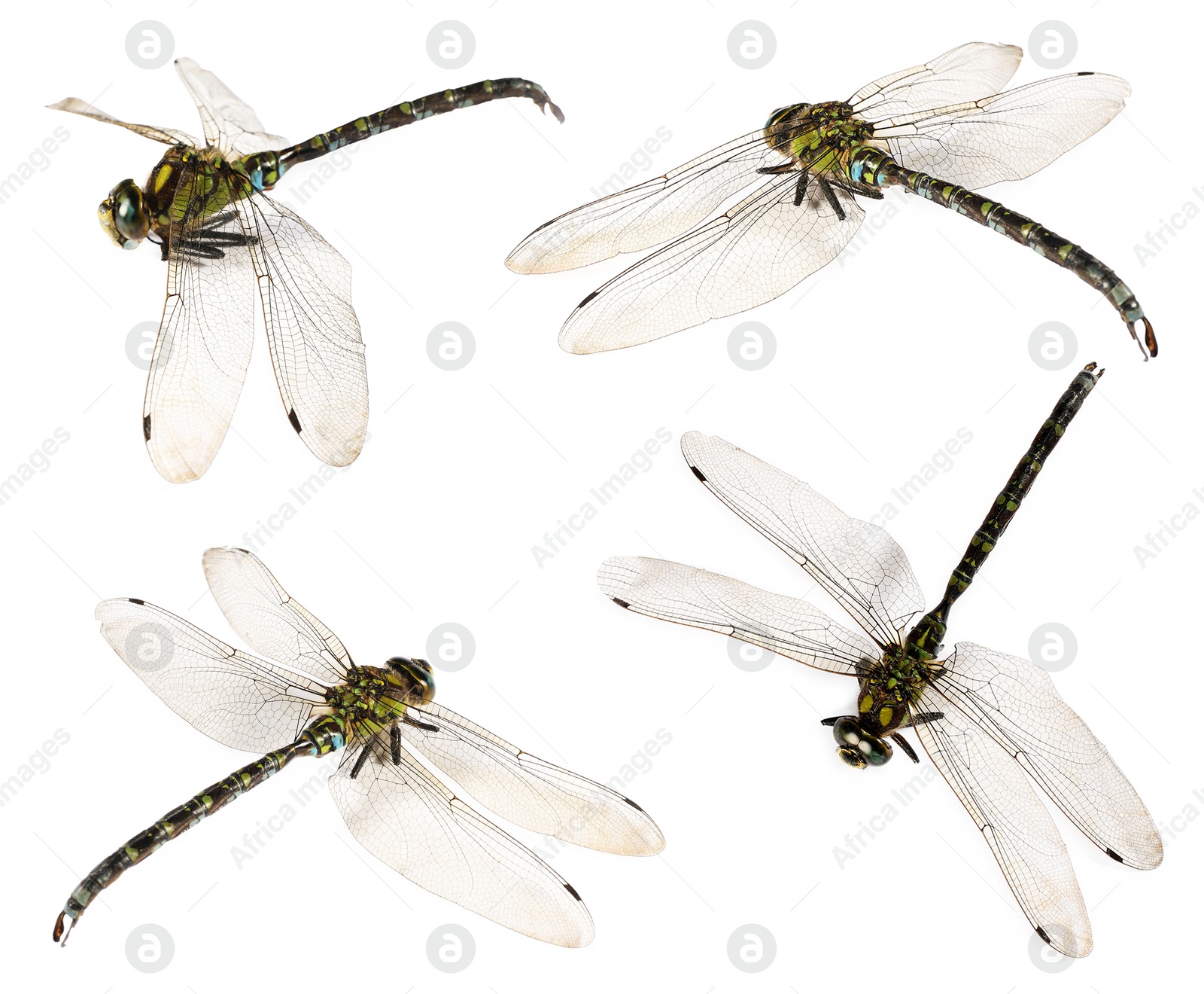 Image of Dragonfly isolated on white, collage. Flying insect