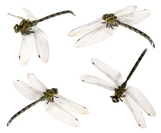 Image of Dragonfly isolated on white, collage. Flying insect