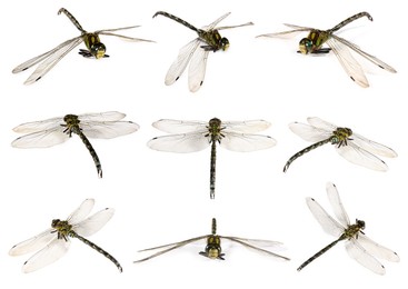 Image of Dragonfly isolated on white, collage. Flying insect