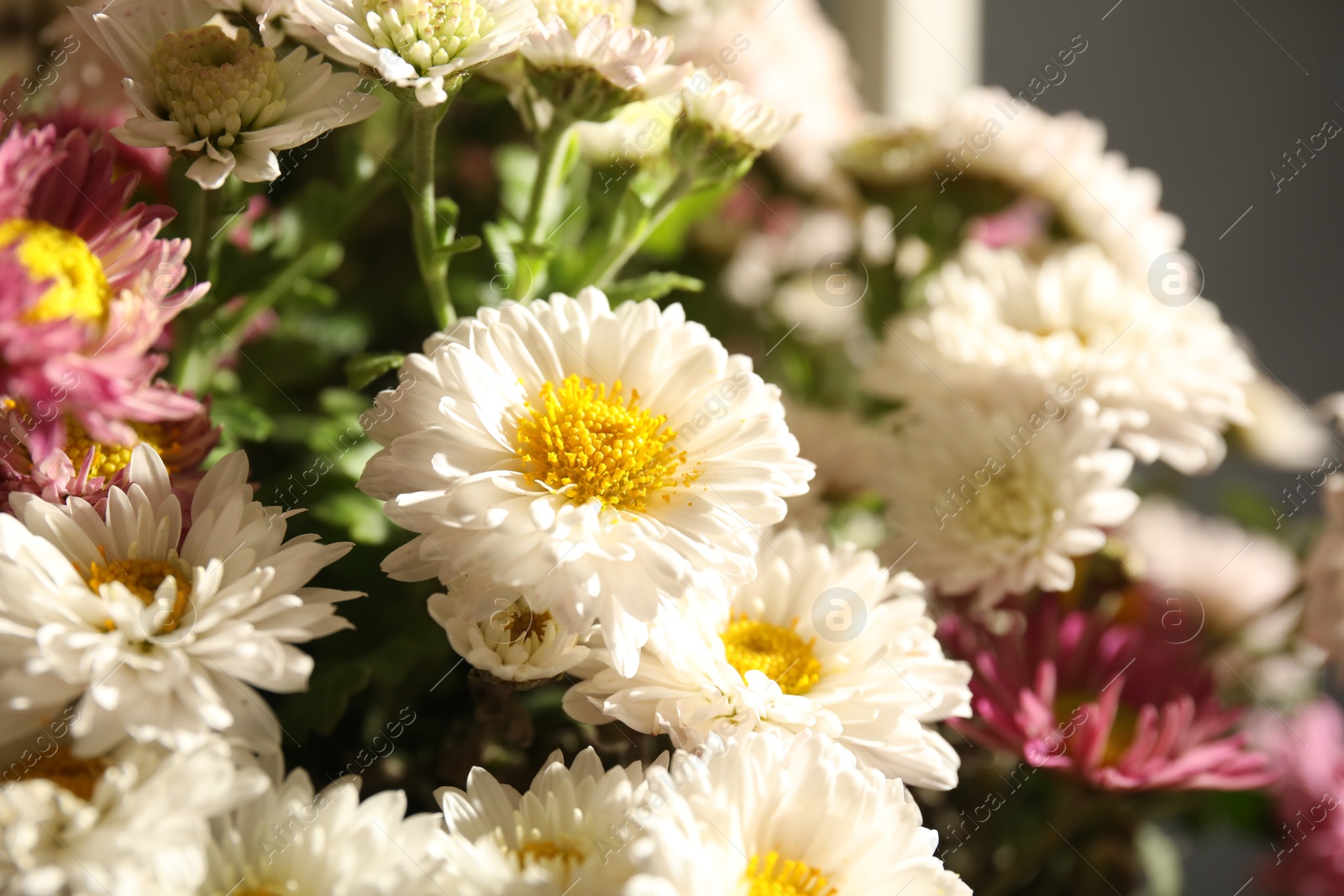 Photo of Many beautiful flowers on sunny day, closeup