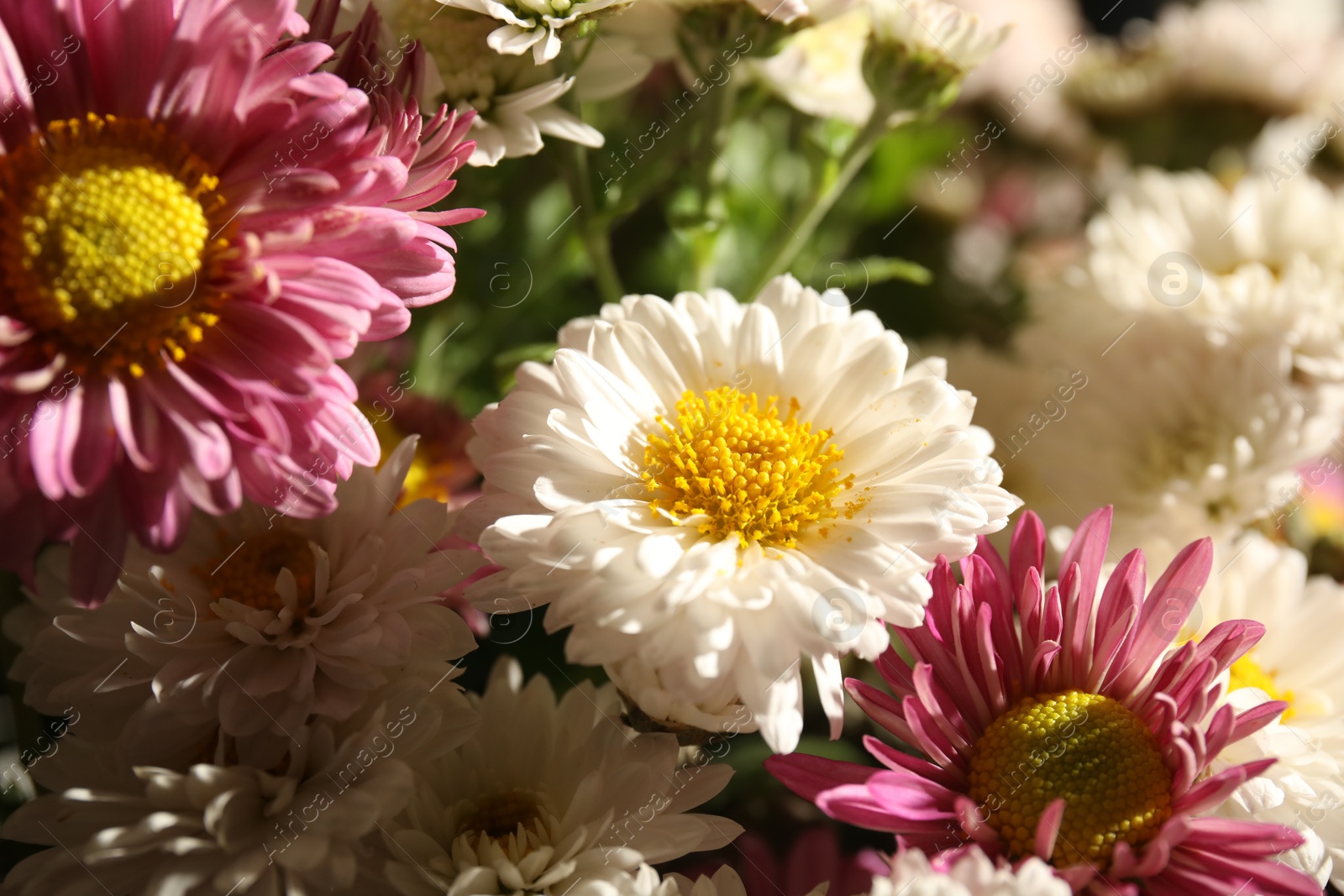 Photo of Many beautiful flowers on sunny day, closeup