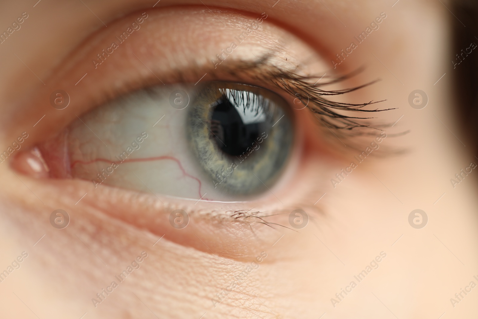 Photo of Macro view of young woman with beautiful blue eyes