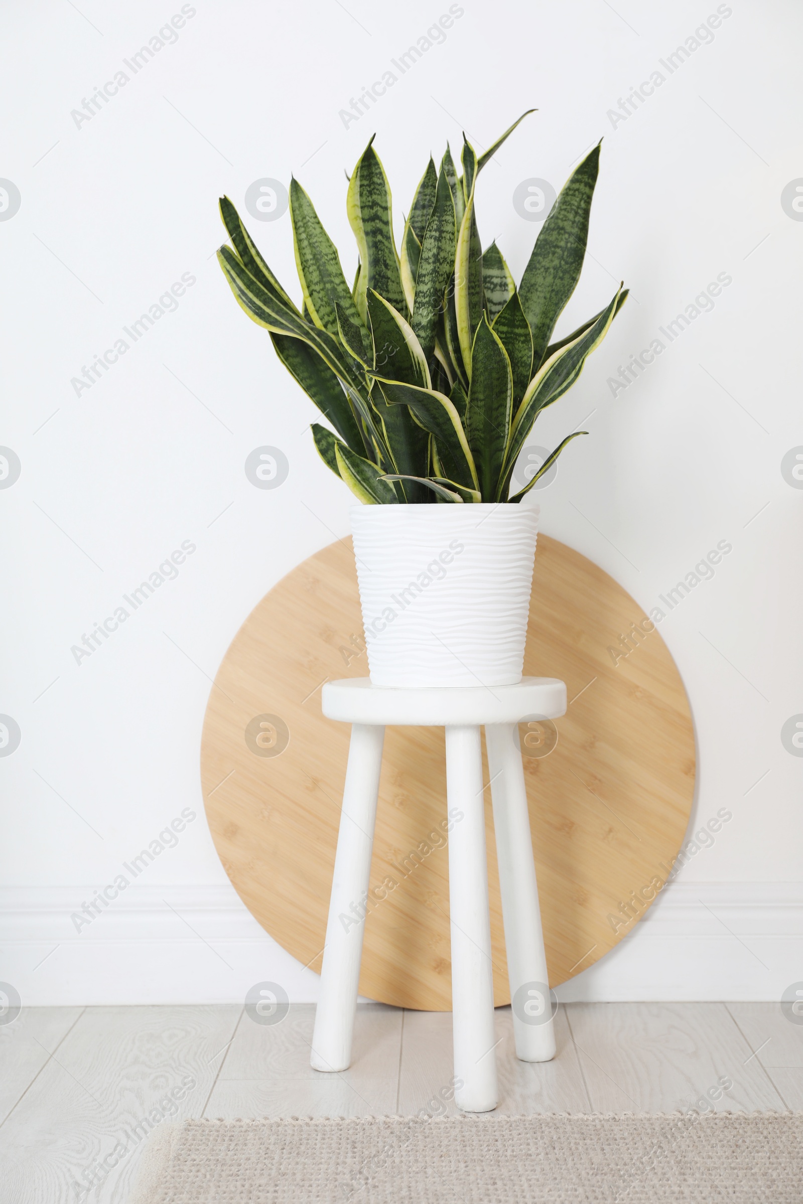 Photo of Stool with houseplant near white wall at home