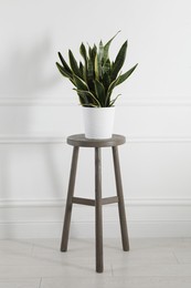 Photo of Green houseplant on stool near white wall at home