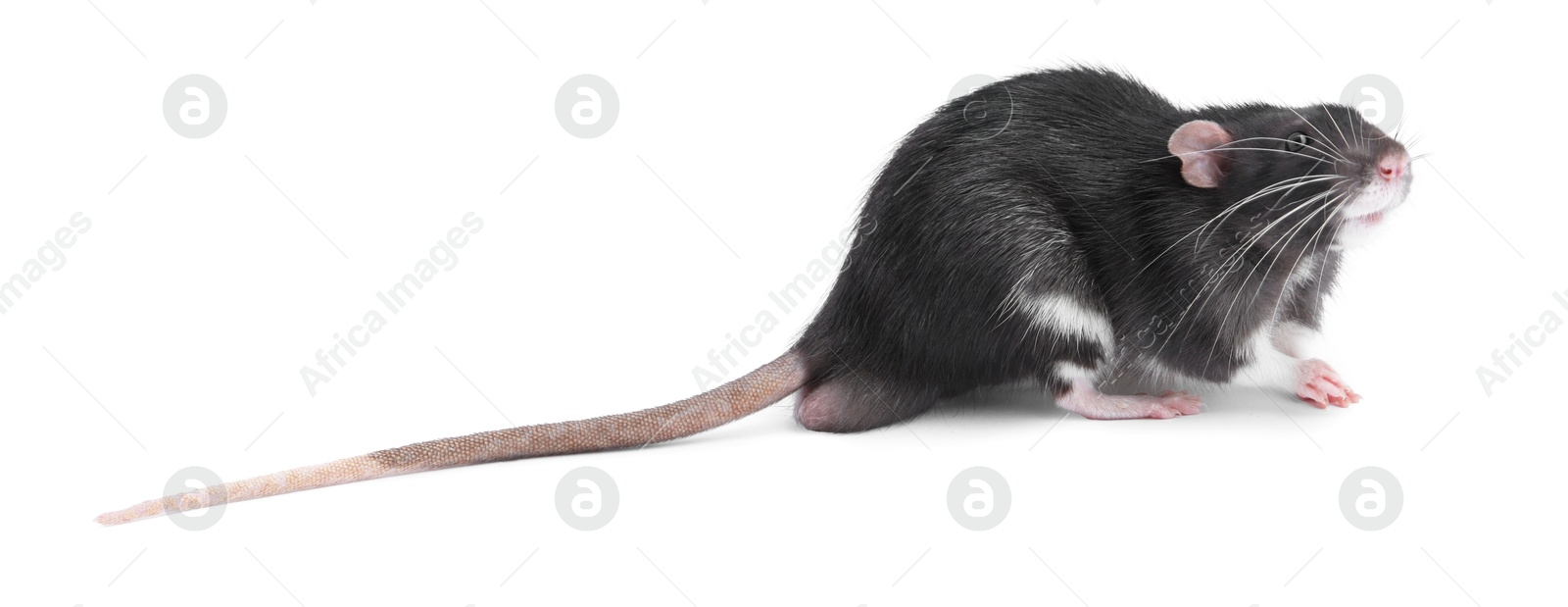 Photo of One cute small rat on white background