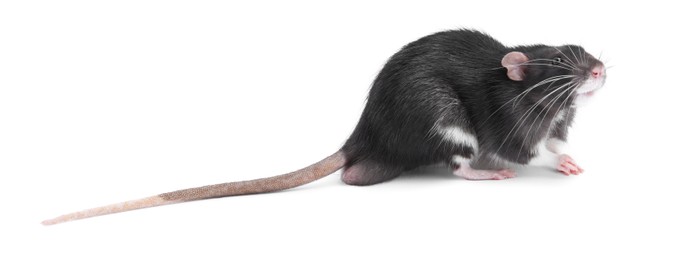 One cute small rat on white background