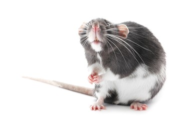 One cute small rat on white background