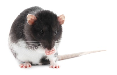 One cute small rat on white background