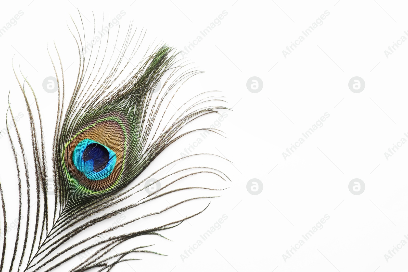 Photo of One beautiful peacock feather isolated on white