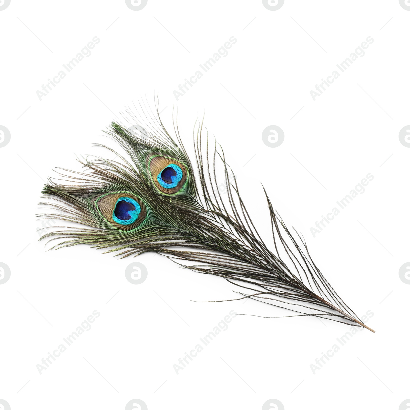 Photo of Two beautiful peacock feathers isolated on white