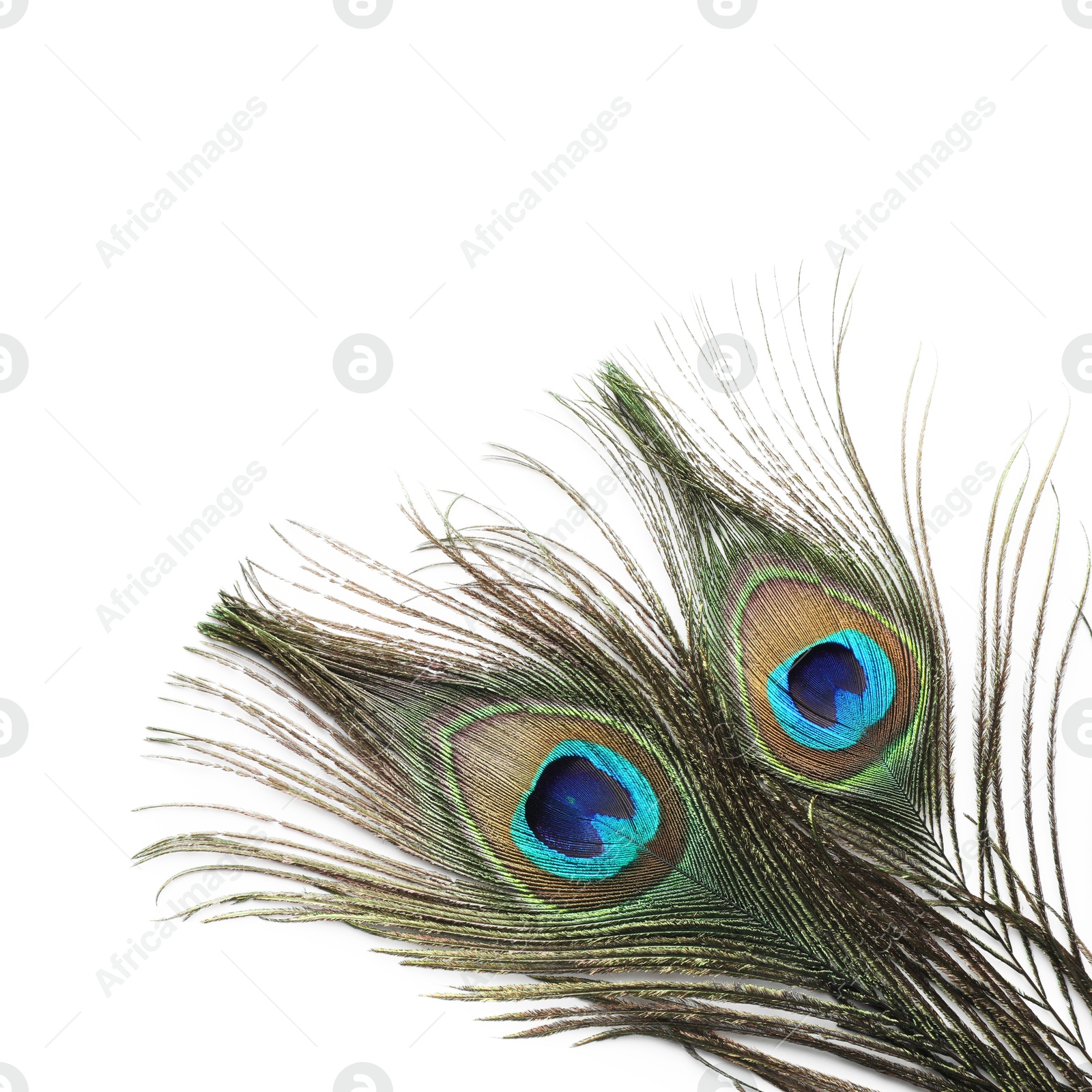 Photo of Two beautiful peacock feathers isolated on white