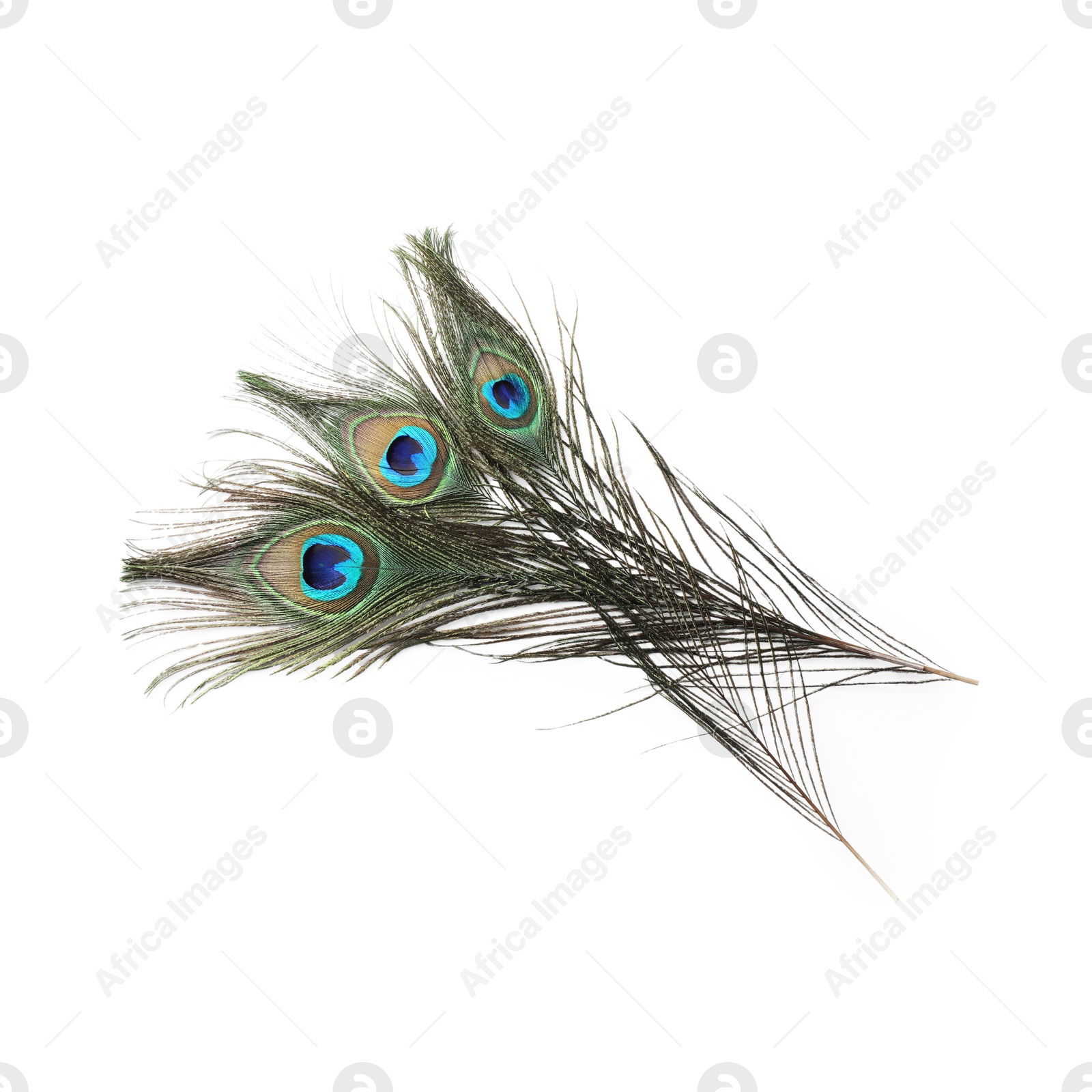 Photo of Three beautiful peacock feathers isolated on white