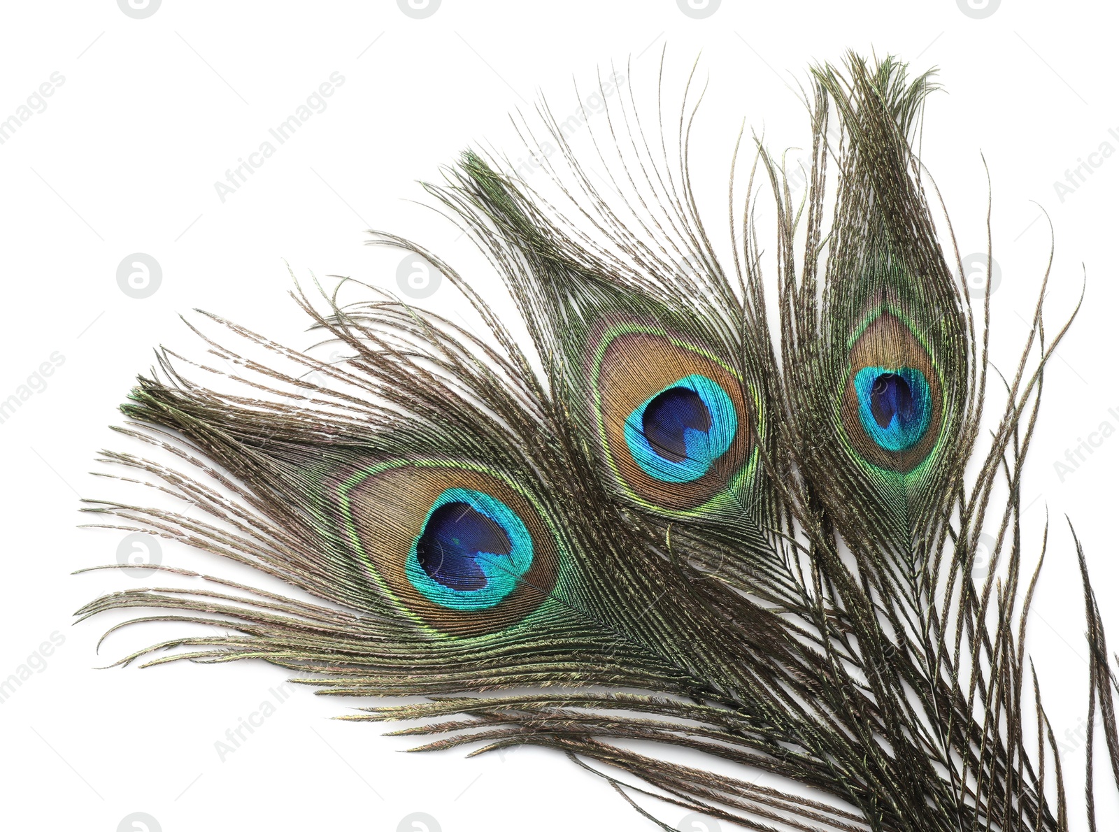 Photo of Three beautiful peacock feathers isolated on white