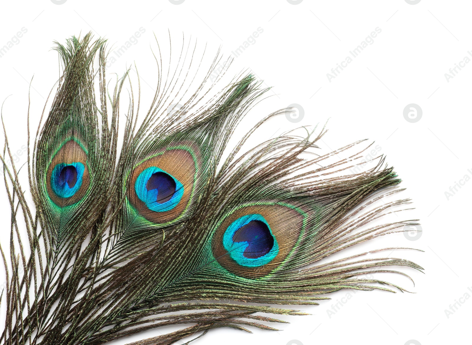 Photo of Three beautiful peacock feathers isolated on white