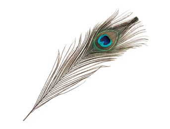 Photo of One beautiful peacock feather isolated on white