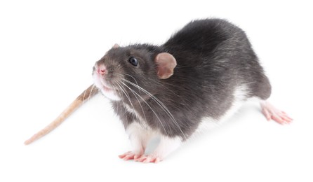 One rat on white background. Cute rodent