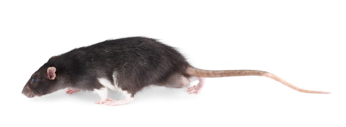 Photo of One rat on white background. Cute rodent