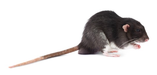 Photo of One rat on white background. Cute rodent