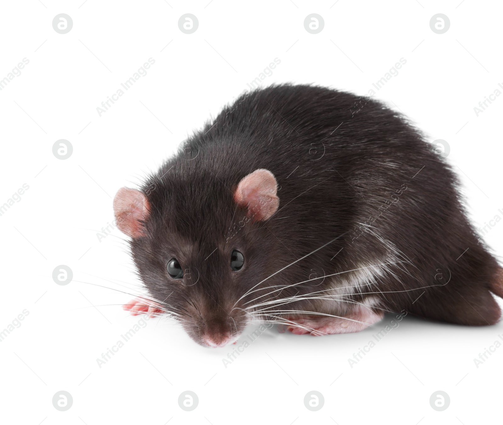 Photo of One rat on white background. Cute rodent