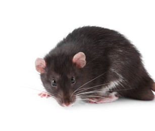 Photo of One rat on white background. Cute rodent