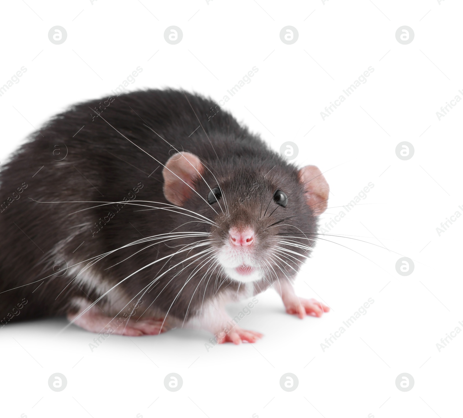 Photo of One rat on white background. Cute rodent